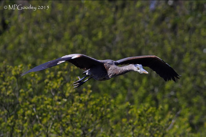 Great Blue Heron