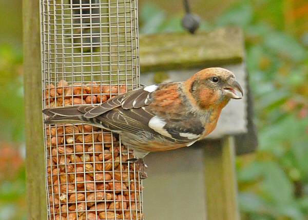 Two-barred Crossbill