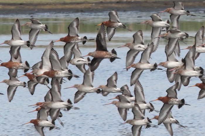 Hudsonian Godwit