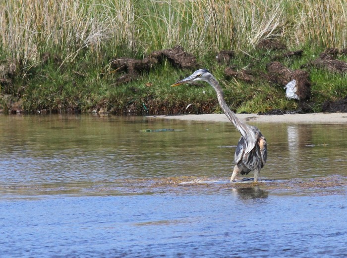 Great Blue Heron