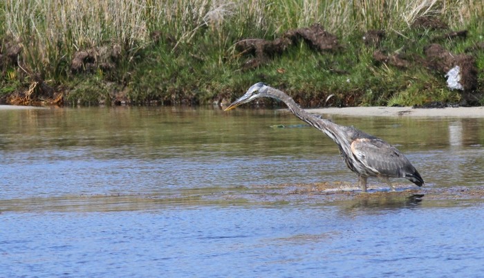 Great Blue Heron