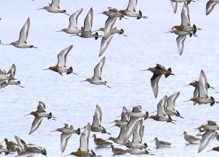 Hudsonian Godwit