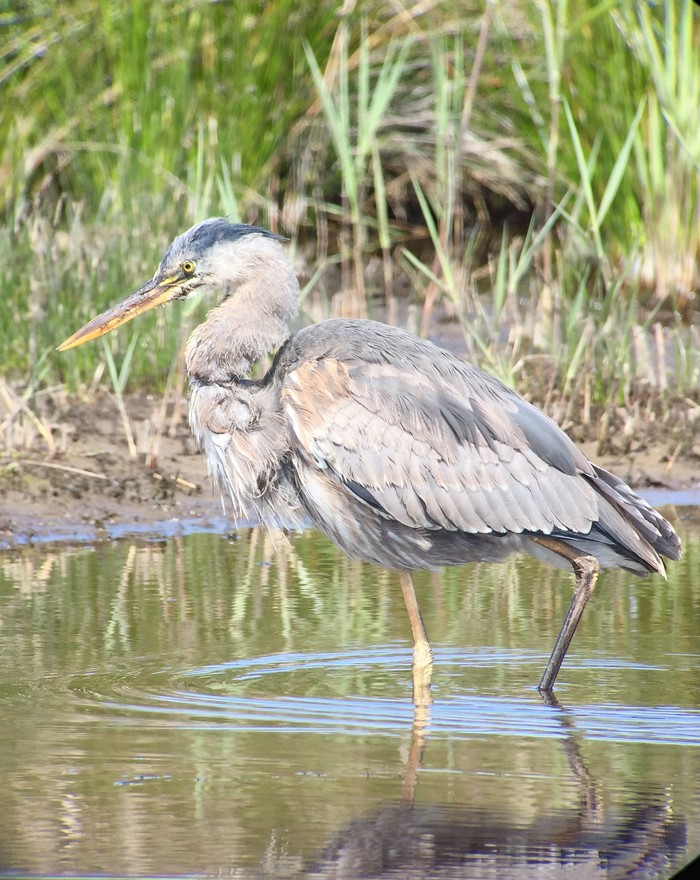 Great Blue Heron