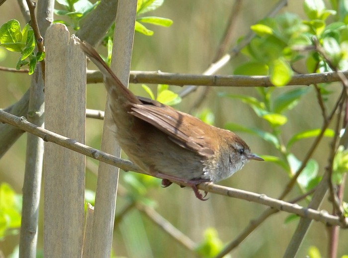 Cetti's Warbler