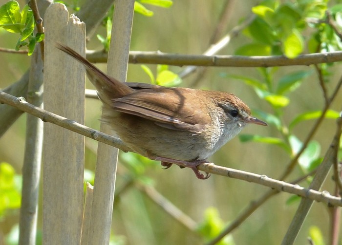 Cetti's Warbler