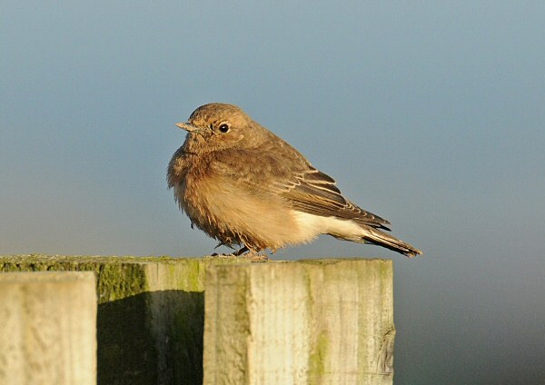Pied Wheatear