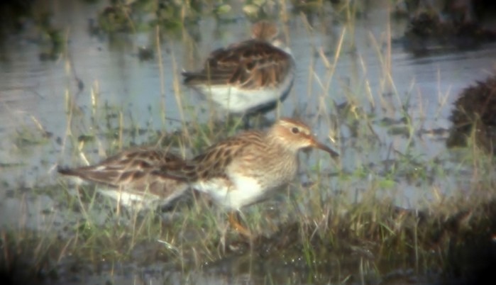 Pectoral Sandpiper