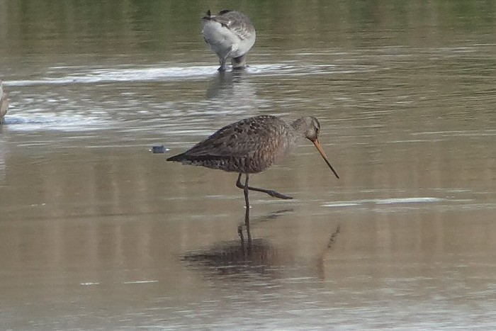 Hudsonian Godwit