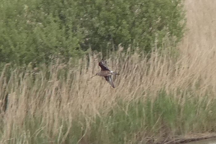 Hudsonian Godwit