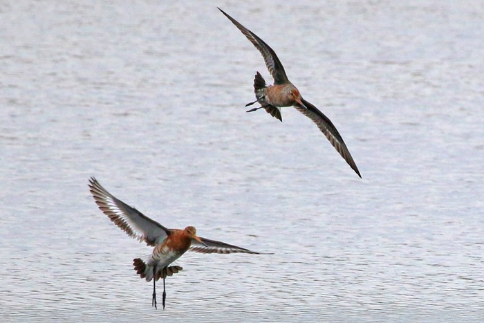 Hudsonian Godwit