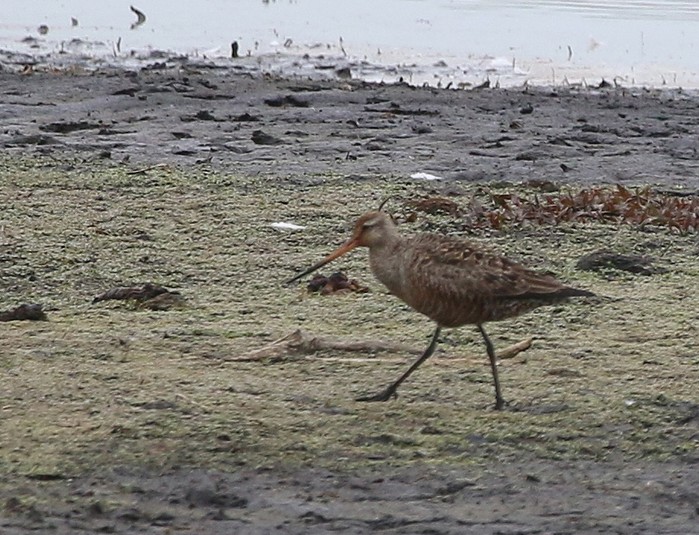 Hudsonian Godwit