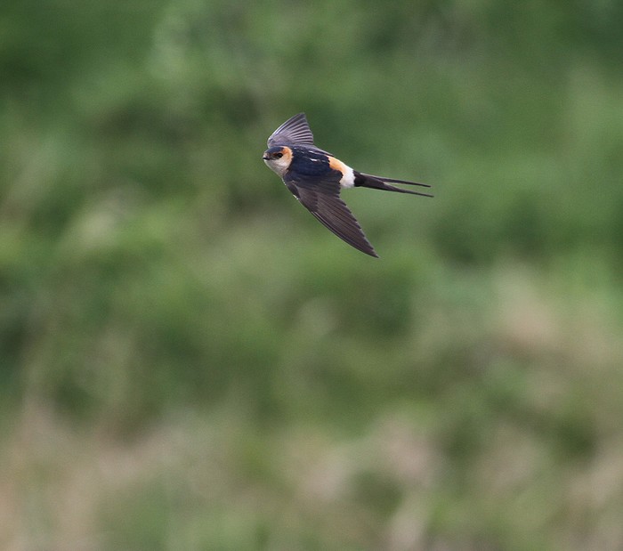 Red-rumped Swallow