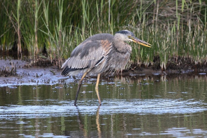 Great Blue Heron
