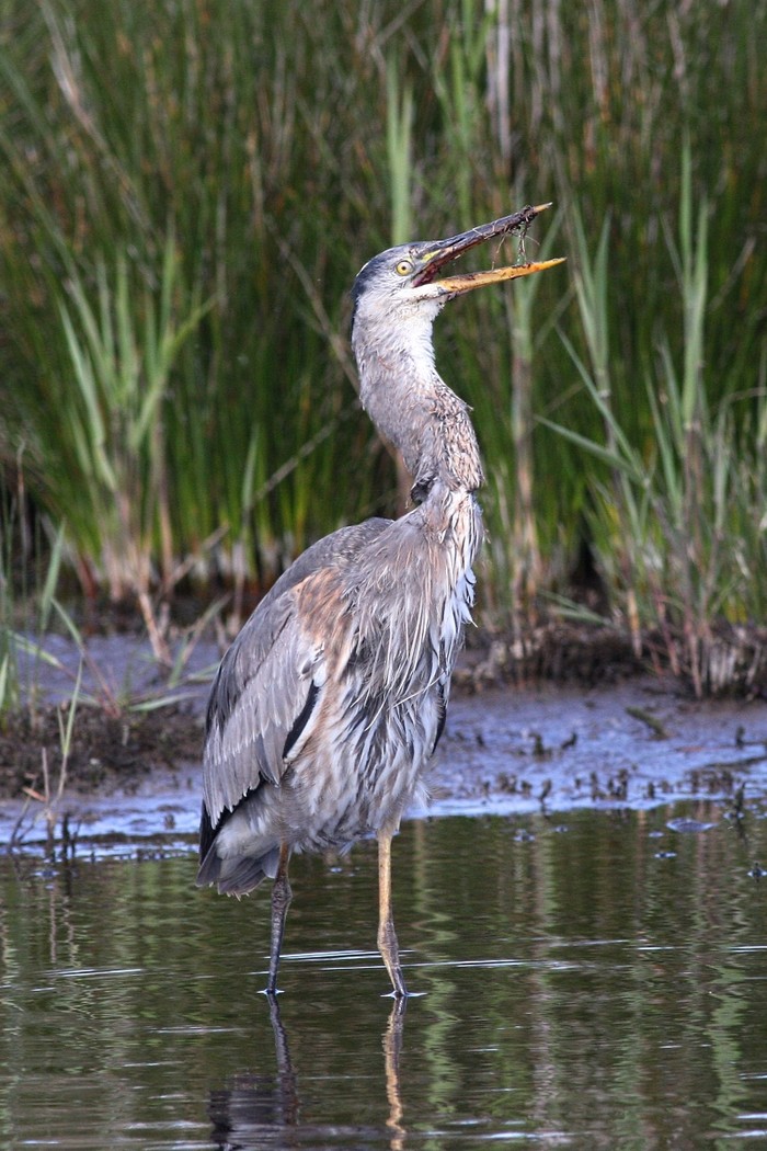 Great Blue Heron