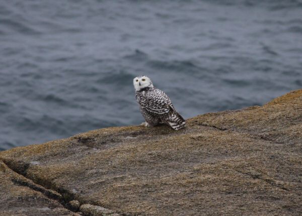 Snowy Owl