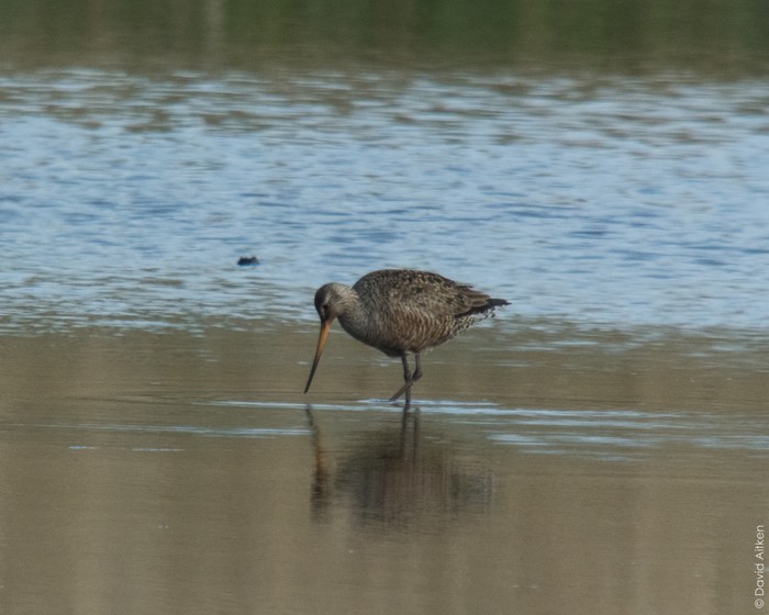 Hudsonian Godwit