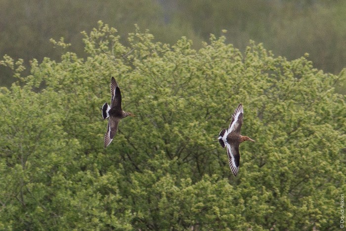 Hudsonian Godwit