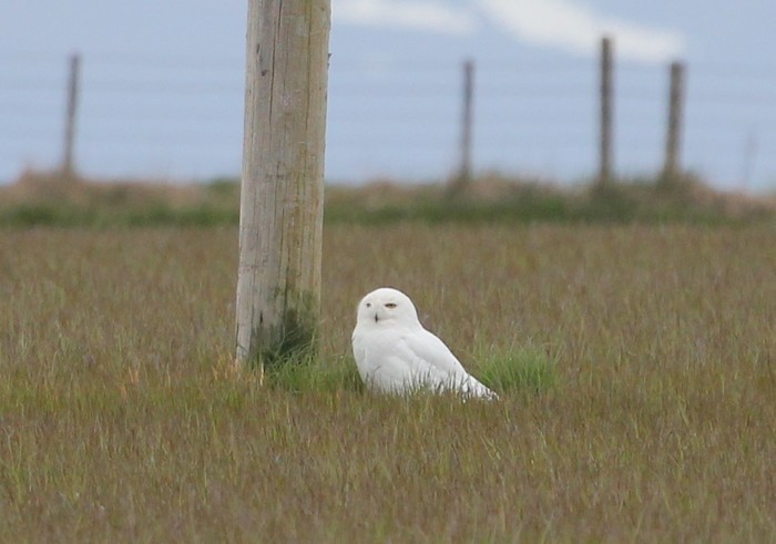 Snowy Owl