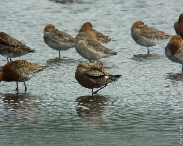 Hudsonian Godwit