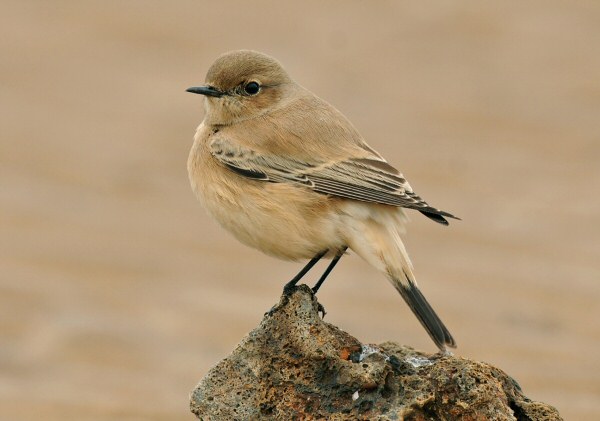 Desert Wheatear