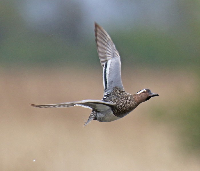 Garganey