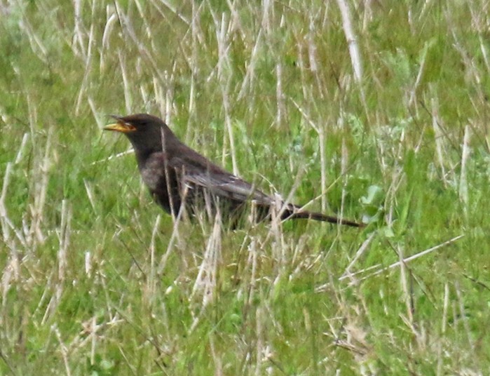 Ring Ouzel