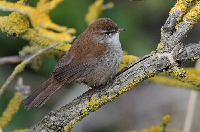 Cetti's Warbler
