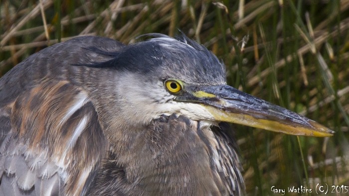 Great Blue Heron
