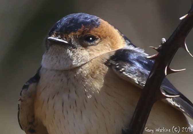 Red-rumped Swallow