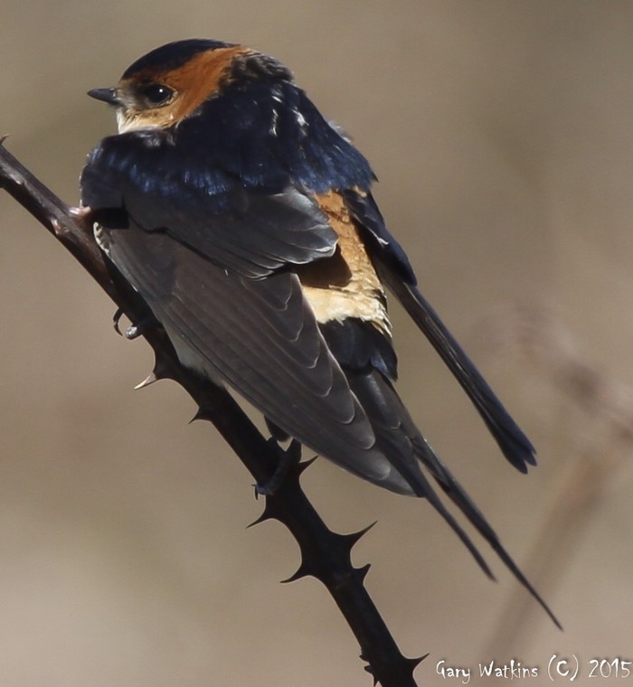 Red-rumped Swallow