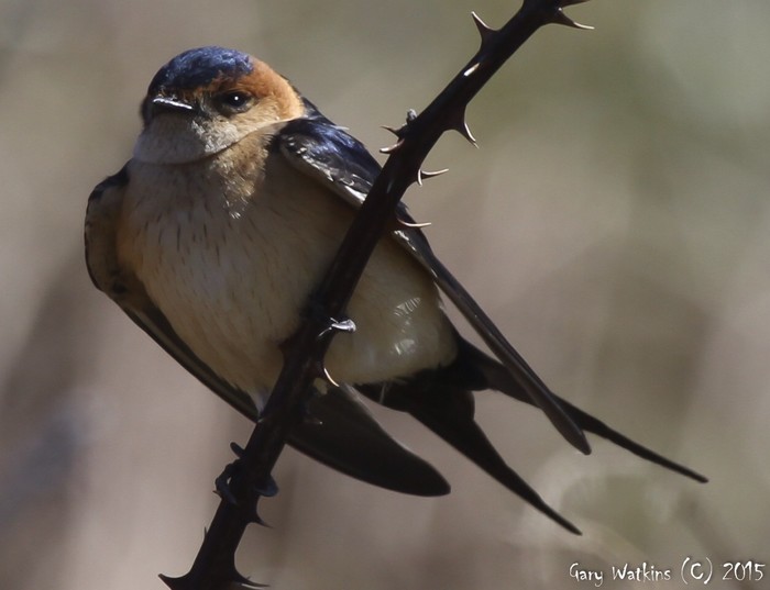 Red-rumped Swallow