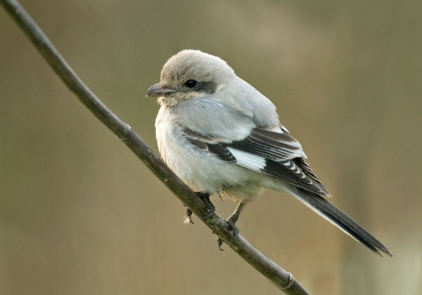 Steppe Grey Shrike