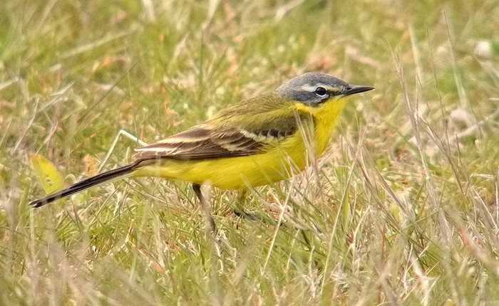 Blue-headed Wagtail