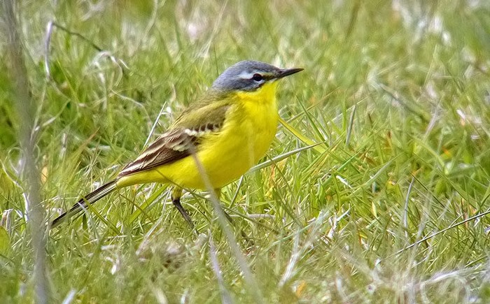 Blue-headed Wagtail