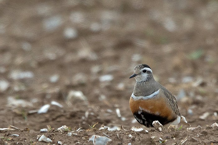 Dotterel