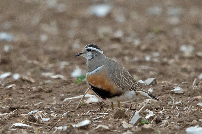 Dotterel