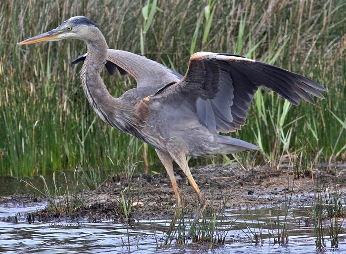 Great Blue Heron