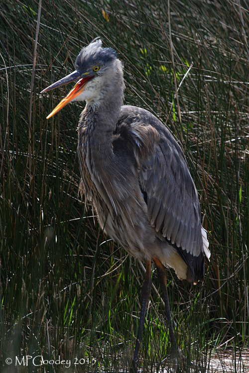 Great Blue Heron