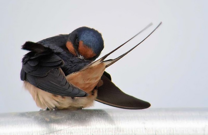 Swallow