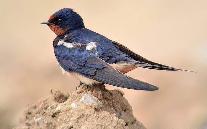 Swallow