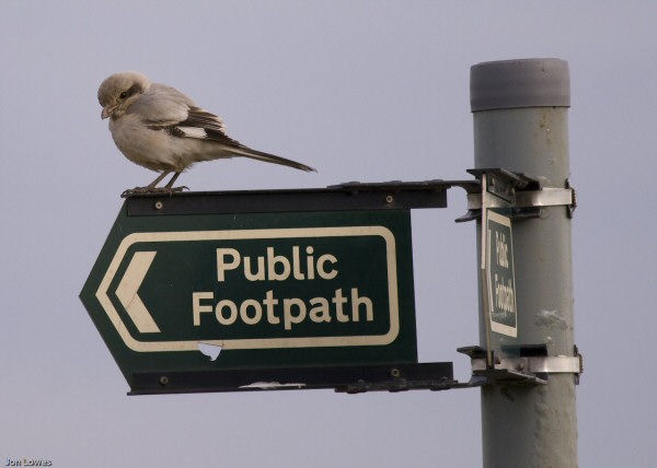 Steppe Grey Shrike