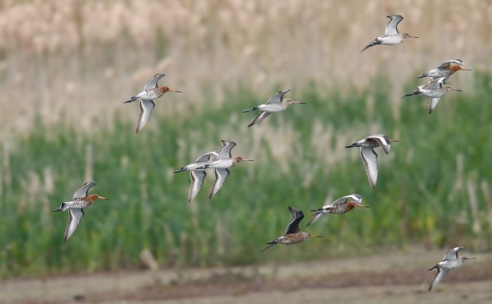 Hudsonian Godwit