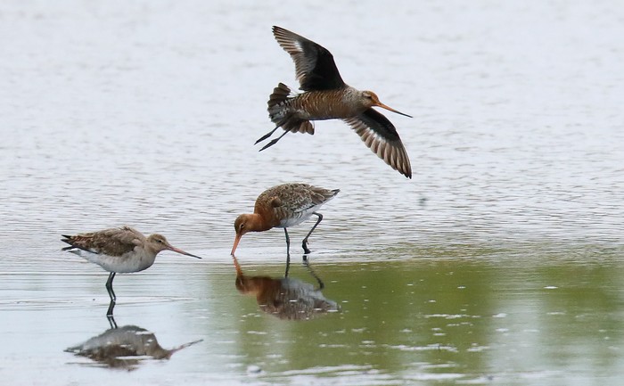 Hudsonian Godwit
