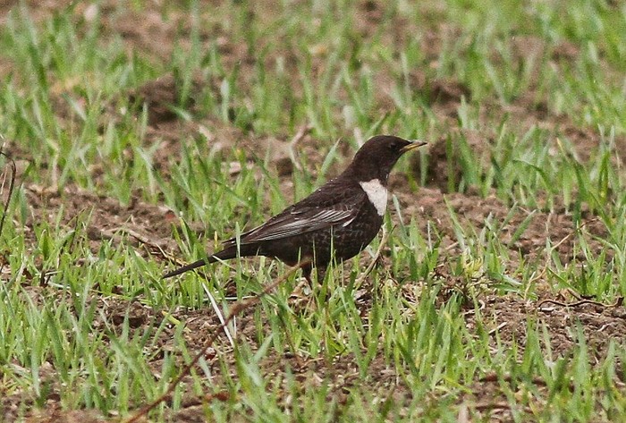 Ring Ouzel