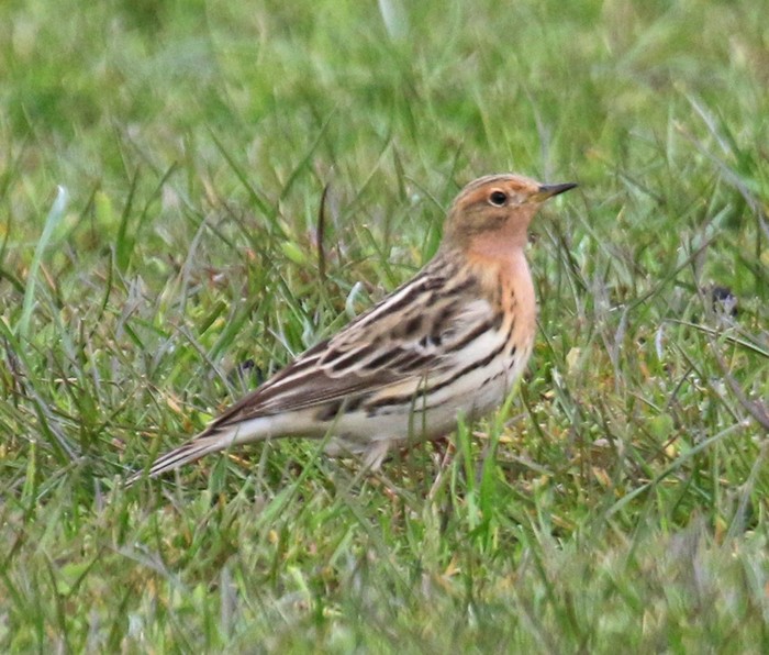 Red-throated Pipit
