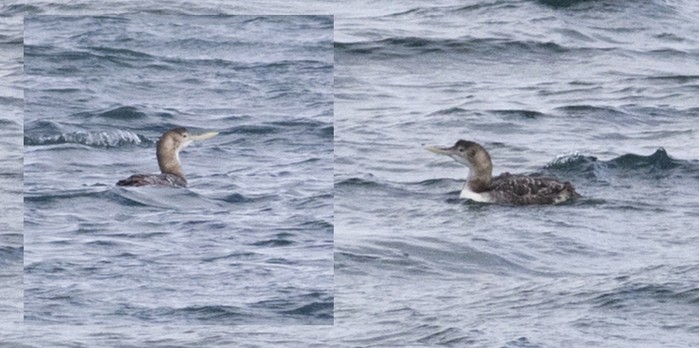 White-billed Diver