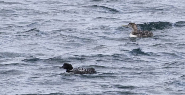 White-billed Diver