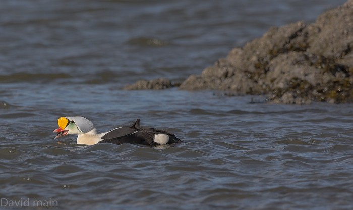 King Eider
