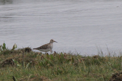 Pectoral Sandpiper