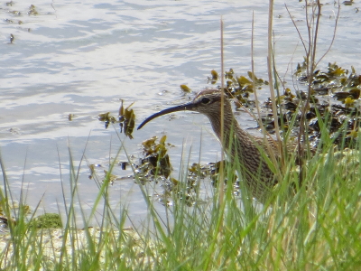 Whimbrel
